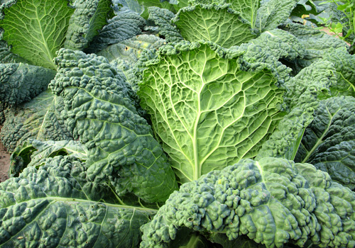 Kale Leaves Close-Up