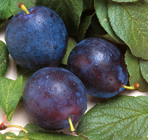 Three Purple Plums With Leaves